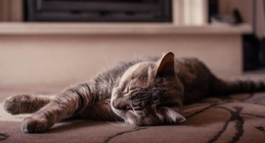 cat laying down on carpet by fireplace